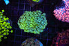 Green Blue Goniopora Coral Colony WYSIWYG - SAQ Coral Farm