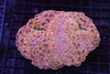Peach Apple Hammer Coral Colony WYSIWYG - SAQ Coral Farm Peach Apple Hammer Coral Colony WYSIWYG - SAQ Coral Farm