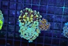 Hammer Garden Colony WYSIWYG - SAQ Coral Farm Hammer Garden Colony WYSIWYG - SAQ Coral Farm