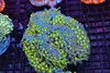 Green Hammer Colony WYSIWYG - SAQ Coral Farm Green Hammer Colony WYSIWYG - SAQ Coral Farm