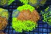 Hammer Garden Colony WYSIWYG - SAQ Coral Farm Hammer Garden Colony WYSIWYG - SAQ Coral Farm