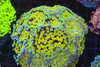 LG Hammer Garden Colony WYSIWYG - SAQ Coral Farm LG Hammer Garden Colony WYSIWYG - SAQ Coral Farm