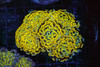 Gold And Teal Hammer Colony WYSIWYG - SAQ Coral Farm Gold And Teal Hammer Colony WYSIWYG - SAQ Coral Farm