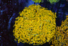 Gold Hammer Colony WYSIWYG - SAQ Coral Farm Gold Hammer Colony WYSIWYG - SAQ Coral Farm