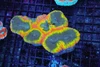 Rainbow Symphyllia WYSIWYG - SAQ Coral Farm Rainbow Symphyllia WYSIWYG - SAQ Coral Farm