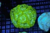 Green Willsoni Coral WYSIWYG - SAQ Coral Farm Green Willsoni Coral WYSIWYG - SAQ Coral Farm