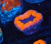 Orange Lobophyllia WYSIWYG - SAQ Coral Farm Orange Lobophyllia WYSIWYG - SAQ Coral Farm
