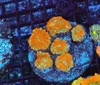 Rhodactis Mushroom Coral Colony WYSIWYG - SAQ Coral Farm Rhodactis Mushroom Coral Colony WYSIWYG - SAQ Coral Farm
