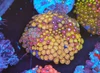 Multi-Zoa Combo Coral Colony WYSIWYG - SAQ Coral Farm