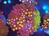 Multi-Zoa Combo Coral Colony WYSIWYG - SAQ Coral Farm
