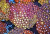 Multi-Zoa Combo Coral Colony WYSIWYG - SAQ Coral Farm Multi-Zoa Combo Coral Colony WYSIWYG - SAQ Coral Farm