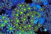 Clove Coral Colony WYSIWYG - SAQ Coral Farm Clove Coral Colony WYSIWYG - SAQ Coral Farm