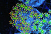 Clove Coral Colony WYSIWYG - SAQ Coral Farm Clove Coral Colony WYSIWYG - SAQ Coral Farm