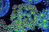 Clove Coral Colony WYSIWYG - SAQ Coral Farm Clove Coral Colony WYSIWYG - SAQ Coral Farm