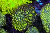 Neon Green Goniopora Coral Colony WYSIWYG - SAQ Coral Farm Neon Green Goniopora Coral Colony WYSIWYG - SAQ Coral Farm
