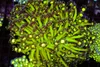 Neon Green Goniopora Coral Colony WYSIWYG - SAQ Coral Farm Neon Green Goniopora Coral Colony WYSIWYG - SAQ Coral Farm