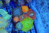 Multi-Mushroom Rock Colony WYSIWYG - SAQ Coral Farm Multi-Mushroom Rock Colony WYSIWYG - SAQ Coral Farm