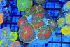 Watermelon Rhodactis Mushroom Rock Colony WYSIWYG - SAQ Coral Farm Watermelon Rhodactis Mushroom Rock Colony WYSIWYG - SAQ Coral Farm