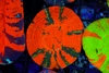 Radiating Red Scolymia WYSIWYG - SAQ Coral Farm Radiating Red Scolymia WYSIWYG - SAQ Coral Farm