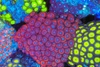 Red Zoanthid Colony WYSIWYG - SAQ Coral Farm Red Zoanthid Colony WYSIWYG - SAQ Coral Farm