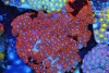 Red Zoanthid Colony WYSIWYG - SAQ Coral Farm Red Zoanthid Colony WYSIWYG - SAQ Coral Farm