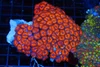 Ultra Red Zoanthid Colony WYSIWYG - SAQ Coral Farm Ultra Red Zoanthid Colony WYSIWYG - SAQ Coral Farm