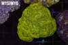 Kryptonite Asian Acan Colony WYSIWYG - SAQ Coral Farm Kryptonite Asian Acan Colony WYSIWYG - SAQ Coral Farm