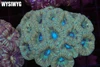 Subzero Asian Acan Colony WYSIWYG - SAQ Coral Farm Subzero Asian Acan Colony WYSIWYG - SAQ Coral Farm