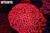 ULTRA Red Goniopora Colony WYSIWYG - SAQ Coral Farm ULTRA Red Goniopora Colony WYSIWYG - SAQ Coral Farm