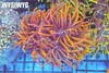 Nine Tails Torch Colony WYSIWYG - SAQ Coral Farm Nine Tails Torch Colony WYSIWYG - SAQ Coral Farm