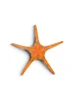Orange Double Tile Starfish (Iconaster longimanus) - Cleanup Crew Orange Double Tile Starfish (Iconaster longimanus) - Cleanup Crew