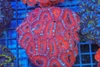 Red Acan Colony WYSIWYG - SAQ Coral Farm