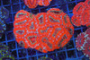 Red Acan Colony WYSIWYG - SAQ Coral Farm Red Acan Colony WYSIWYG - SAQ Coral Farm