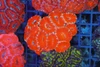 Red Acan Colony WYSIWYG - SAQ Coral Farm Red Acan Colony WYSIWYG - SAQ Coral Farm