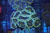 Green Acan Colony WYSIWYG - SAQ Coral Farm Green Acan Colony WYSIWYG - SAQ Coral Farm