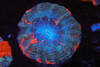 Red Splatter Acanthophyllia WYSIWYG - SAQ Coral Farm