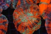 Blind Rage Acanthophyllia WYSIWYG - SAQ Coral Farm Blind Rage Acanthophyllia WYSIWYG - SAQ Coral Farm