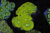 Crocodile Asian Acan Colony WYSIWYG - SAQ Coral Farm Crocodile Asian Acan Colony WYSIWYG - SAQ Coral Farm