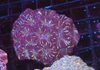 Grape Juice Asian Acan Colony WYSIWYG - SAQ Coral Farm Grape Juice Asian Acan Colony WYSIWYG - SAQ Coral Farm