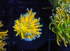 Banana Torch WYSIWYG - SAQ Coral Farm Banana Torch WYSIWYG - SAQ Coral Farm