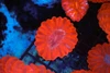 Bright Red Cynarina WYSIWYG - SAQ Coral Farm Bright Red Cynarina WYSIWYG - SAQ Coral Farm