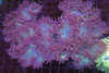 Purple Elegance Colony WYSIWYG - SAQ Coral Farm Purple Elegance Colony WYSIWYG - SAQ Coral Farm