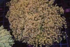Large Orange Frogspawn Colony WYSIWYG - SAQ Coral Farm Large Orange Frogspawn Colony WYSIWYG - SAQ Coral Farm