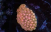 Pink Orange Goniopora WYSIWYG - SAQ Coral Farm Pink Orange Goniopora WYSIWYG - SAQ Coral Farm
