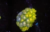 Lemon Lime Goniopora WYSIWYG - SAQ Coral Farm