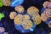 Gold Hammer Colony WYSIWYG - SAQ Coral Farm Gold Hammer Colony WYSIWYG - SAQ Coral Farm