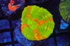 Bleeding Apple Scolymia WYSIWYG - SAQ Coral Farm Bleeding Apple Scolymia WYSIWYG - SAQ Coral Farm