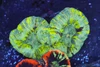 Green Trachyphyllia WYSIWYG - SAQ Coral Farm Green Trachyphyllia WYSIWYG - SAQ Coral Farm
