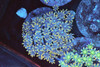 Yellow Tip Clove Colony WYSIWYG - SAQ Coral Farm Yellow Tip Clove Colony WYSIWYG - SAQ Coral Farm