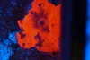 Darth Maul Jawbreaker WYSIWYG - SAQ Coral Farm Darth Maul Jawbreaker WYSIWYG - SAQ Coral Farm